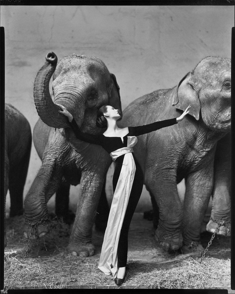 fotografia-de-moda-avedon-dovima-con-elefantes-